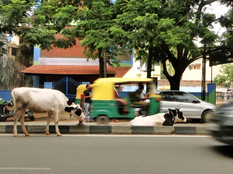 Besides, the inner peace of a cow is not affected by traffic jungles.